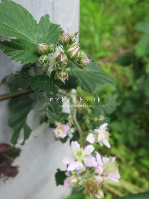 晴耕雨読_e0394031_04564660.jpg