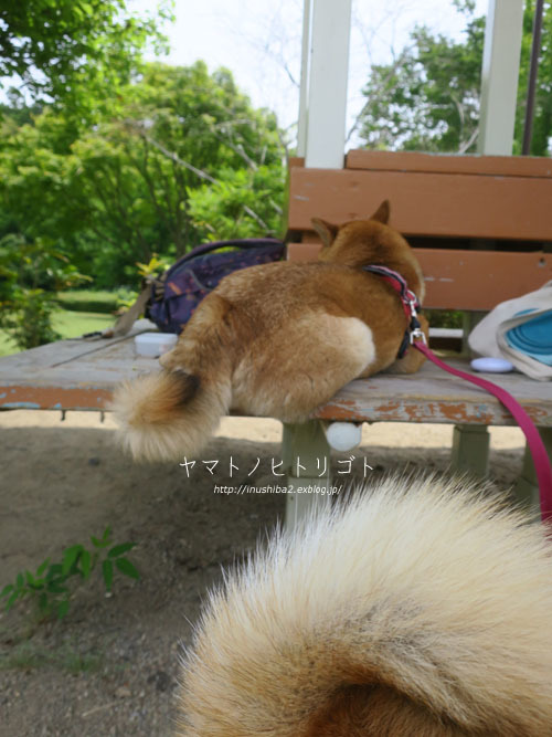 晴耕雨読_e0394031_04565173.jpg