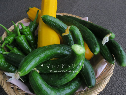 晴耕雨読_e0394031_04565473.jpg