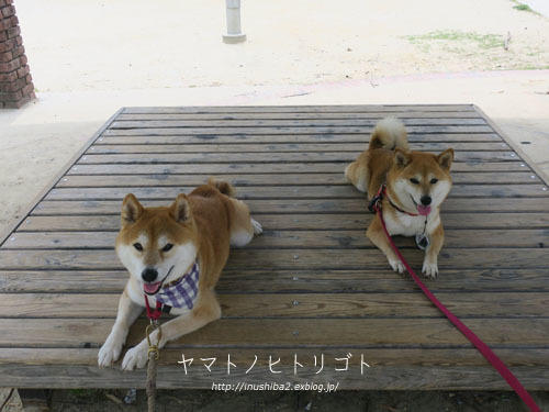 晴耕雨読_e0394031_04565678.jpg
