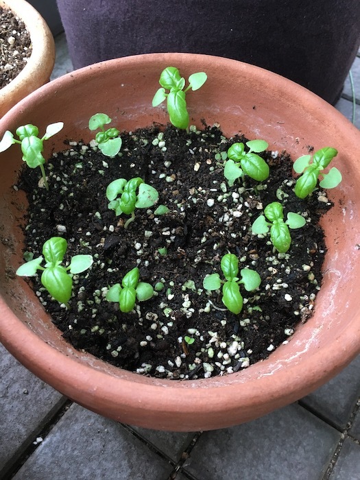バジルの芽が出過ぎました いちじく日記 てんかんをご存知