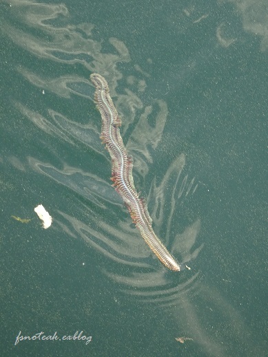 活気ある港 キモい生物_d0356844_08053677.jpg