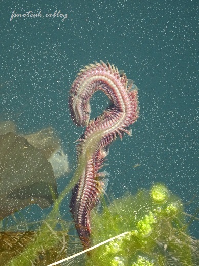 活気ある港 キモい生物_d0356844_08054545.jpg