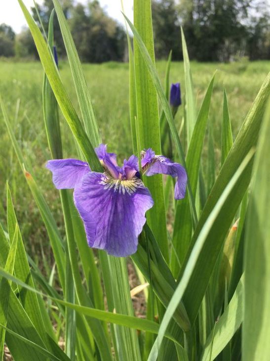 アヤメ Wild Iris_b0135948_15401974.jpg