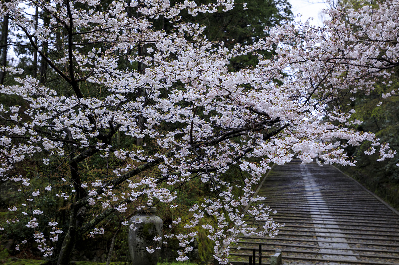 2020桜咲く京都 粟生光明寺・桜散歩_f0155048_22145965.jpg