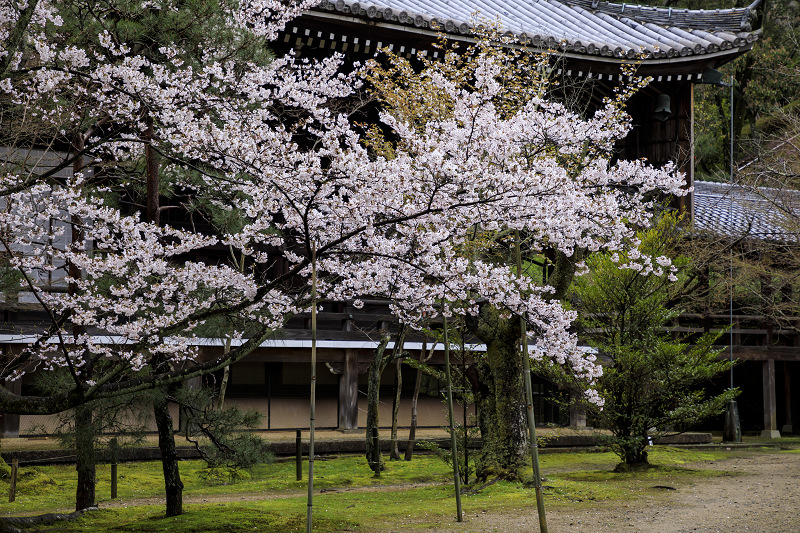2020桜咲く京都 粟生光明寺・桜散歩_f0155048_22155419.jpg