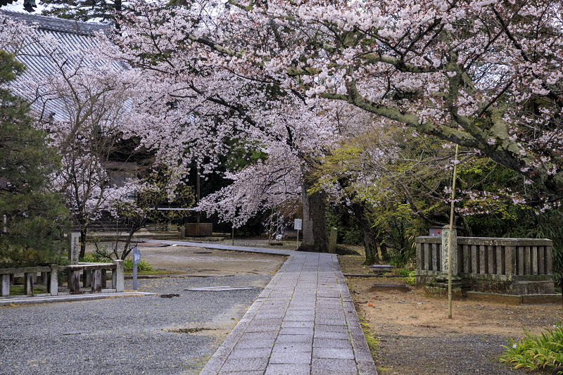 2020桜咲く京都 粟生光明寺・桜散歩_f0155048_22165627.jpg