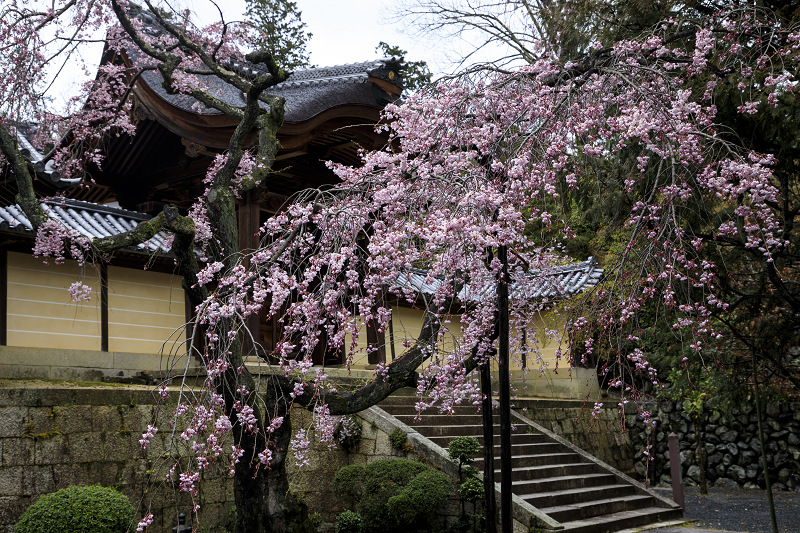 2020桜咲く京都 粟生光明寺・桜散歩_f0155048_22182284.jpg