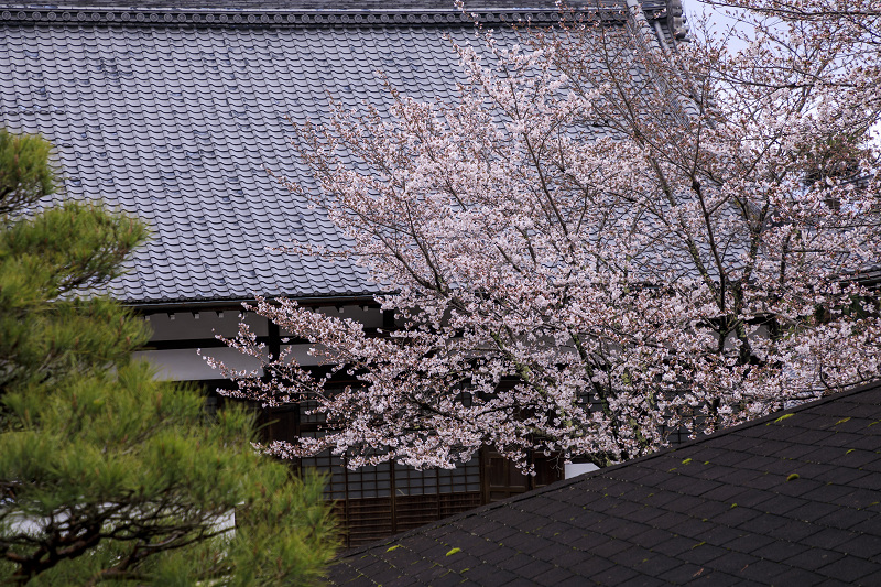 2020桜咲く京都 粟生光明寺・桜散歩_f0155048_22183060.jpg