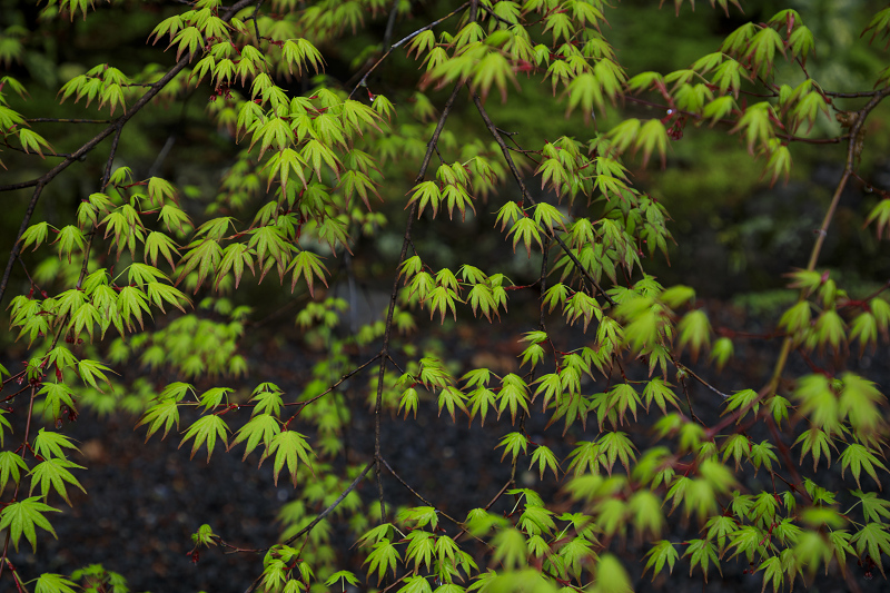 2020桜咲く京都 粟生光明寺・桜散歩_f0155048_22191314.jpg
