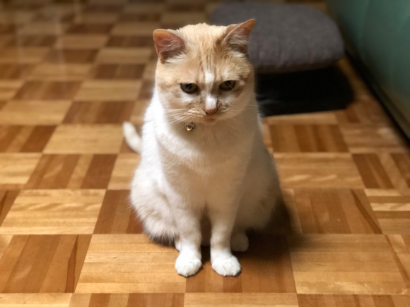 猫のおもちゃが増えるわけ_d0085254_23145660.jpg