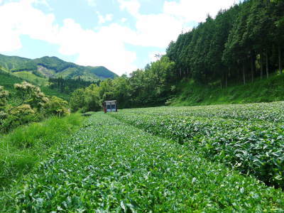 菊池水源茶 令和2年度の茶摘みの様子!こだわりの有機栽培のお茶の茶摘みを取材しました!_a0254656_15022179.jpg