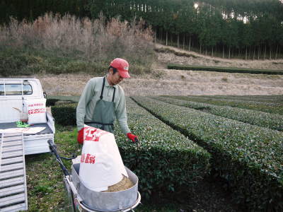 菊池水源茶 令和2年度の茶摘みの様子!こだわりの有機栽培のお茶の茶摘みを取材しました!_a0254656_15132873.jpg