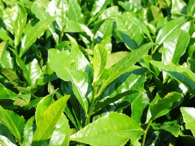 菊池水源茶 令和2年度の茶摘みの様子!こだわりの有機栽培のお茶の茶摘みを取材しました!_a0254656_15195668.jpg