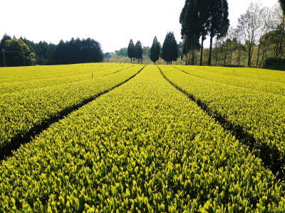 菊池水源茶 令和2年度の茶摘みの様子!こだわりの有機栽培のお茶の茶摘みを取材しました!_a0254656_15255587.jpg