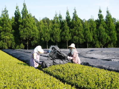 菊池水源茶 令和2年度の茶摘みの様子!こだわりの有機栽培のお茶の茶摘みを取材しました!_a0254656_15271708.jpg