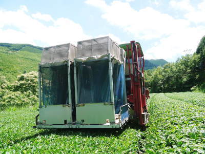菊池水源茶 令和2年度の茶摘みの様子!こだわりの有機栽培のお茶の茶摘みを取材しました!_a0254656_15285726.jpg