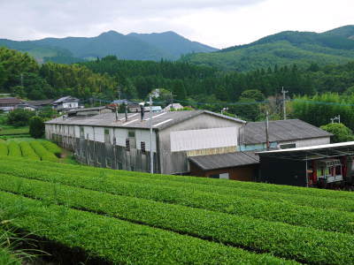 菊池水源茶 令和2年度の茶摘みの様子!こだわりの有機栽培のお茶の茶摘みを取材しました!_a0254656_15364438.jpg