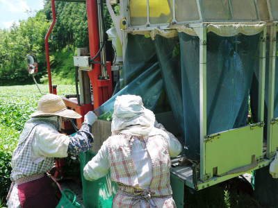 菊池水源茶 令和2年度の茶摘みの様子!こだわりの有機栽培のお茶の茶摘みを取材しました!_a0254656_15411586.jpg
