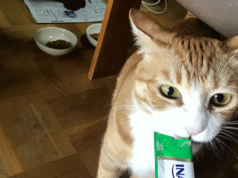 チー太ッタの母猫カッちゃん ねこ結び3 チー太ッタの母猫カッちゃん ねこ結び3