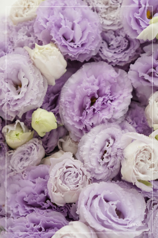 ふわふわのトルコ 花の香りとともに ふわふわのトルコ 花の香りとともに