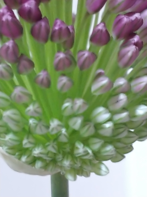 この花は?_c0162773_21353193.jpg