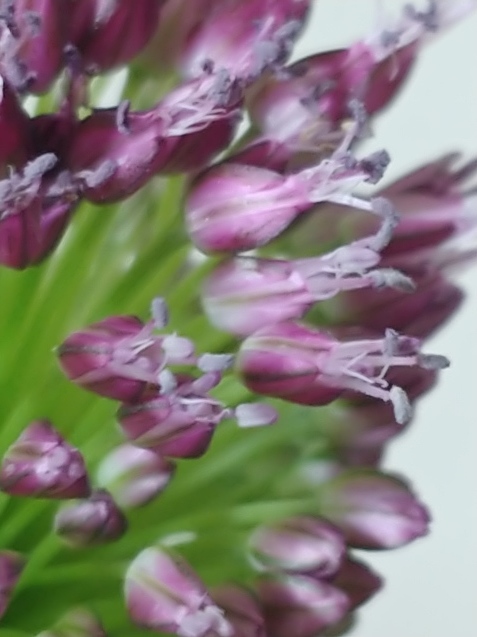 この花は?_c0162773_21355297.jpg