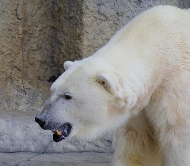 6月12日の円山動物園のくまぐま_b0014576_08560974.jpg