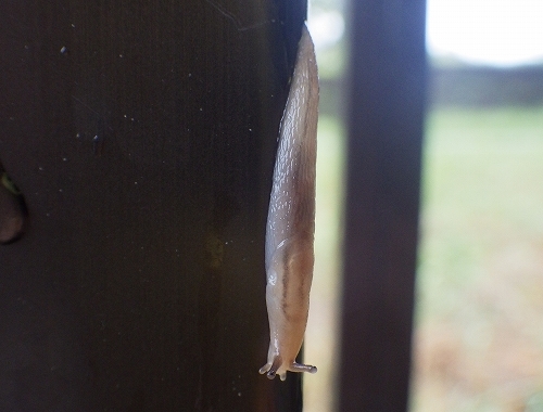 雨の日の観察 水元かわせみの里水辺のふれあいルーム