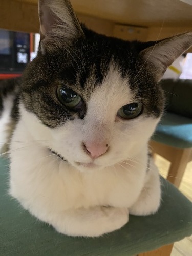 『猫の腎臓病がわかる本』宮川優一著を読んで_d0122797_17411539.jpg