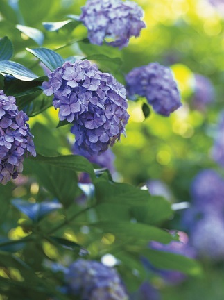 「わたし」であるとは?③ ~ 芒種&夏至の頃’20_d0337299_14354214.jpg