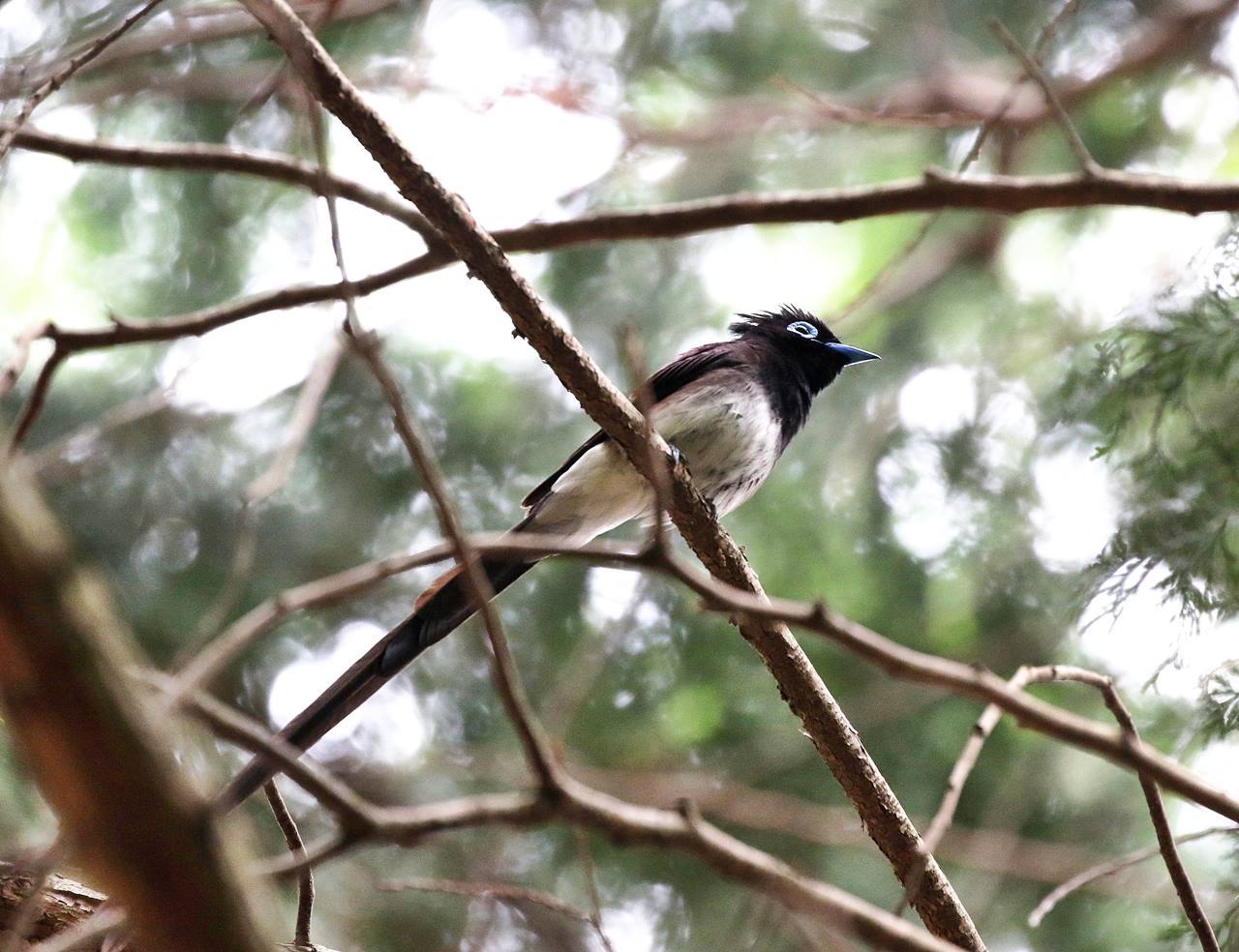 繁殖前の囀っていたサンコウチョウなど 一期一会の野鳥たち 繁殖前の囀っていたサンコウチョウなど 一期一会の野鳥たち