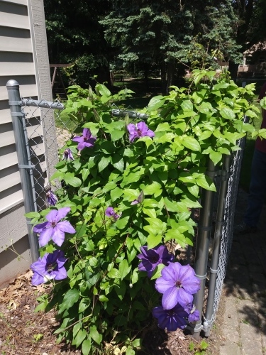 Clematis_a0000010_19305365.jpg