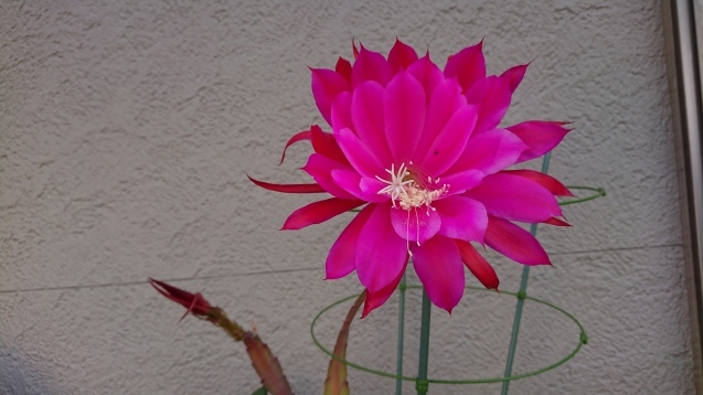 孔雀サボテン開花です Patapatamamaの日記