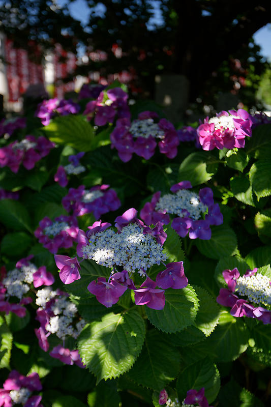 紫陽花＠六孫王神社_f0032011_20185470.jpg