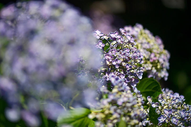 紫陽花@六孫王神社_f0032011_20185489.jpg