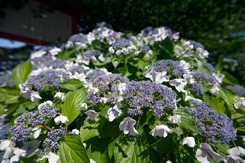 紫陽花＠六孫王神社_f0032011_20200306.jpg