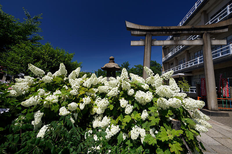 紫陽花＠六孫王神社_f0032011_20204645.jpg