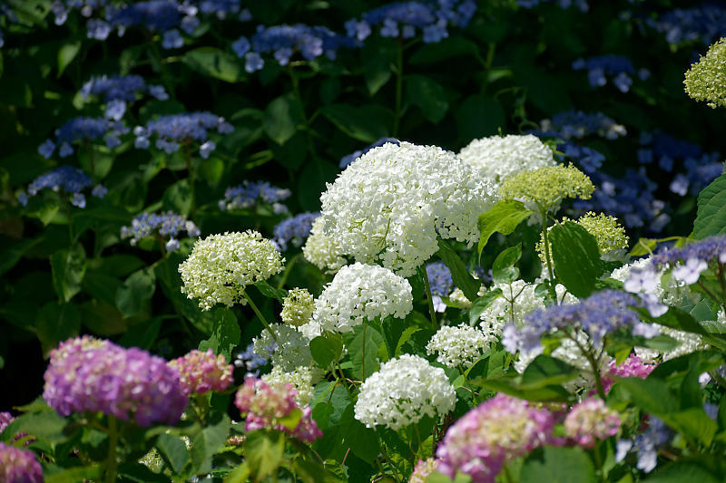 紫陽花＠六孫王神社_f0032011_20243448.jpg