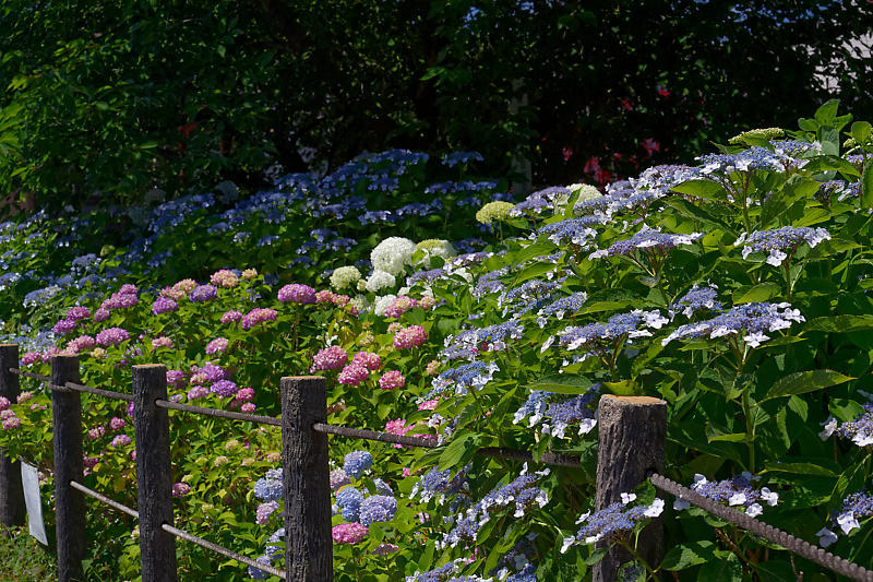 紫陽花@六孫王神社_f0032011_20243461.jpg