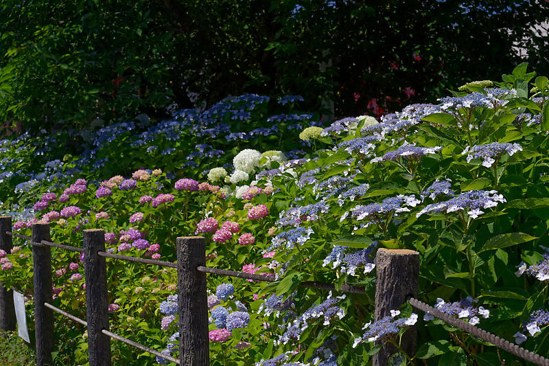 紫陽花＠六孫王神社_f0032011_20243461.jpg