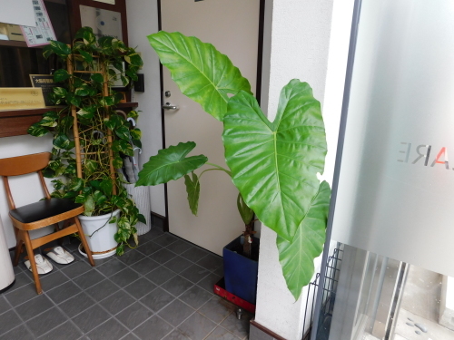 新型コロナウィルスがもたらしたもの・・・。_f0123712_23290615.jpg