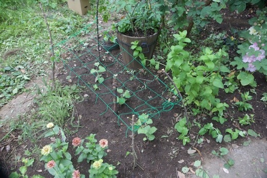 食用ホオズキの植え付け 世話要らずの庭