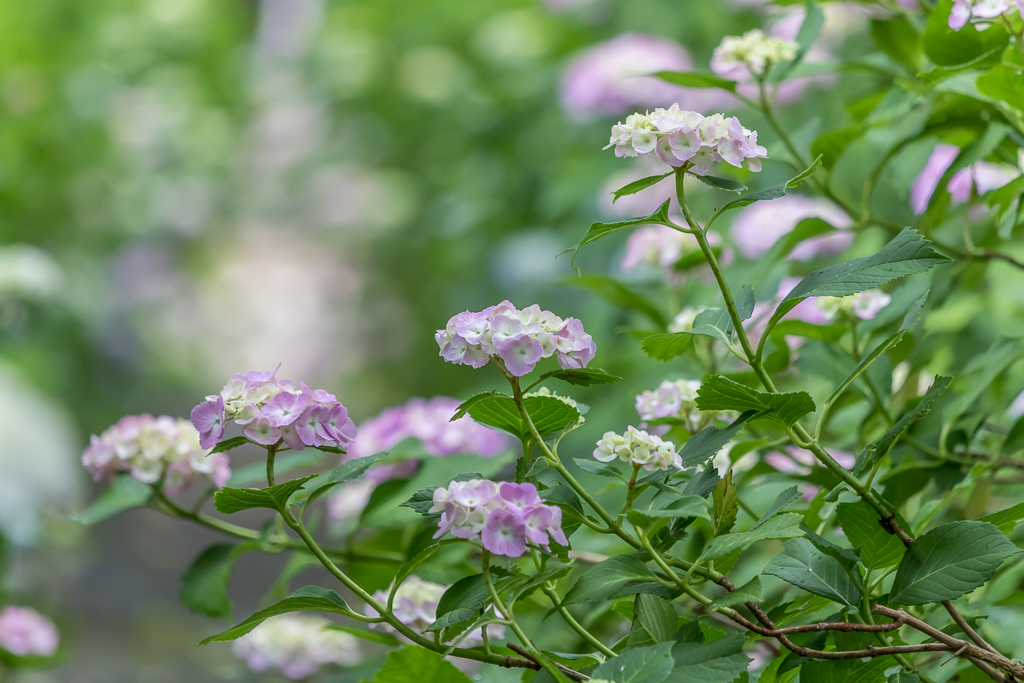 今朝の紫陽花＠長念寺_b0010915_18525455.jpg