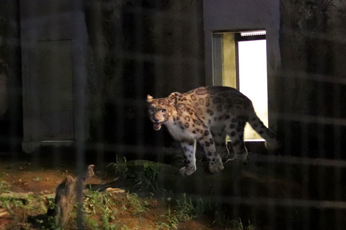 多摩動物公園サマーナイト2019⑤~動物たちは闇夜に動き出す_b0355317_21011548.jpg