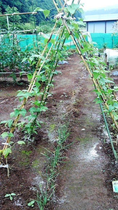 ■Myファーム便り【梅雨に入り合間の作業になってますが 作物は皆元気に育っています♪】_b0033423_22241932.jpg