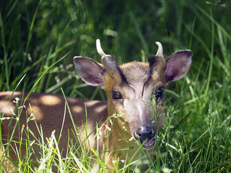 キョンの赤ちゃん 動物園放浪記