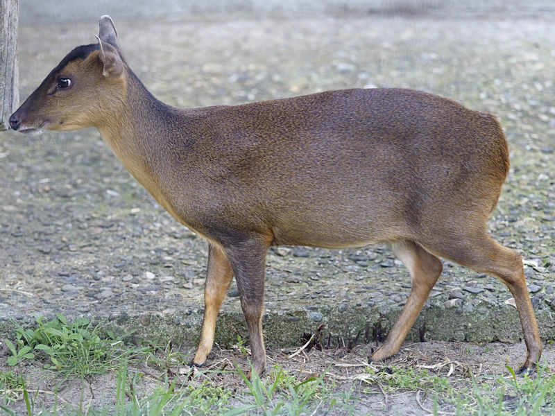 キョンの赤ちゃん 動物園放浪記 キョンの赤ちゃん 動物園放浪記