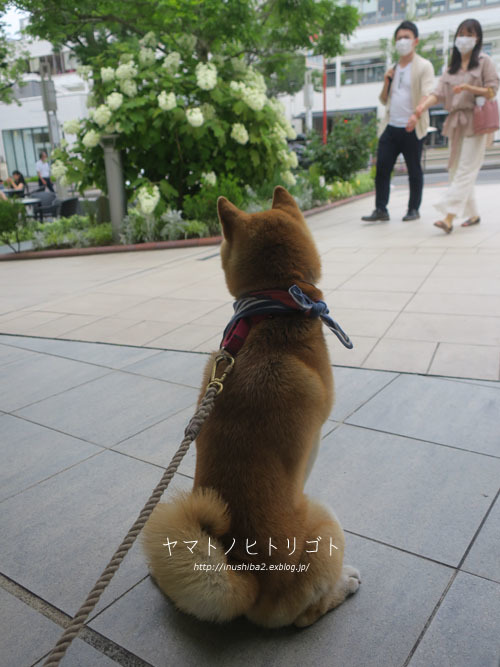 お寿司と手羽先_e0394031_07142592.jpg