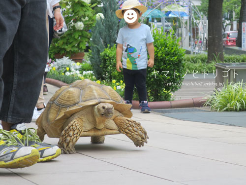 お寿司と手羽先_e0394031_07142892.jpg